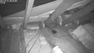 ratcam 08 19 54 20190701