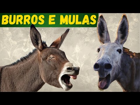 Vídeo: Descubra quanto tempo os burros vivem