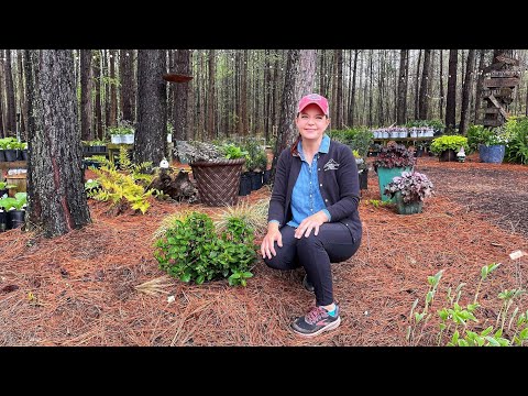 Planting a 'Can Do' Hydrangea | Gardening with Creekside