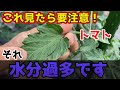 【トマト】必見です!簡単にトマトの水のやりすぎを見極める方法を紹介します。【家庭菜園】