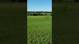 Springer Spaniel Running Long Retrieve #duckdog #springerspaniel #briarridgespringers