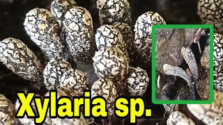 Xylaria sp 