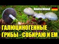 Собираю и ем строфарию сине-зеленую. Грибы Германии 2025