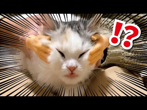 子猫に襲いかかる謎の手…【おしゃべりする猫】