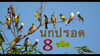 สารคดีนกปรอด 8 ชนิด ที่สำรวจพบในเขต อ.ภูสิงห์ จ.ศรีสะเกษ