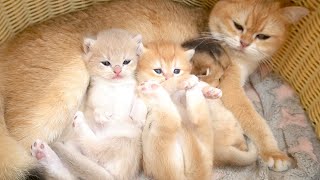 Kittens lying showing off its beauty next to mother cat. by Lovely Paws 2,257 views 4 weeks ago 4 minutes, 40 seconds