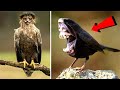 20 Dangerous Birds You Should Run Away From