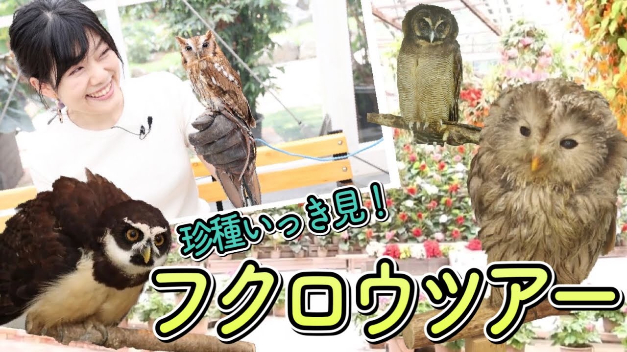 珍種発見】かわいいフクロウだらけ！松江フォーゲルパークでふくろう