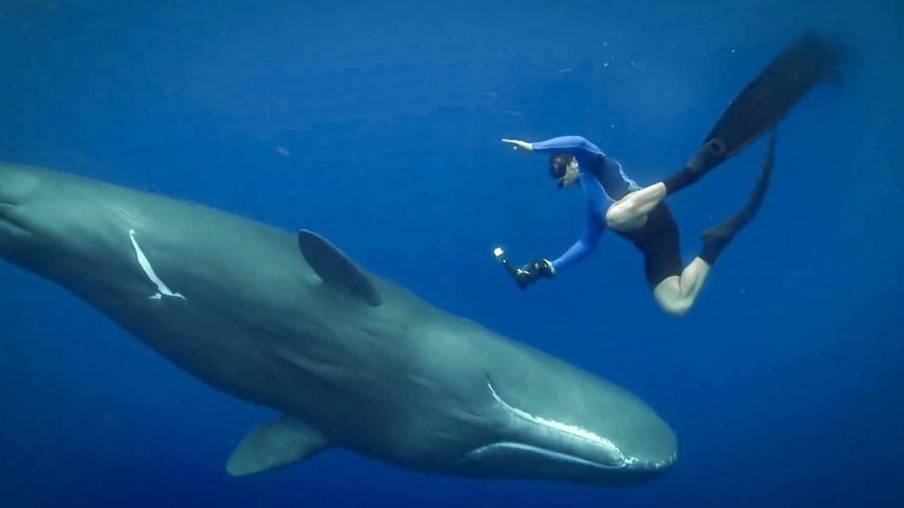 ⁣Feeling The Force of Sperm Whales Ultrasound | Super Giant Animals | BBC