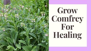 Comfrey: Healing Herb for Garden, Human, and Animal Health
