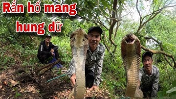 Cuộc Gọi Khẩn Cấp Của Sư Phụ Phát Hiện Ổ Rắn Hổ Mang Dưới Gốc Cây Mục