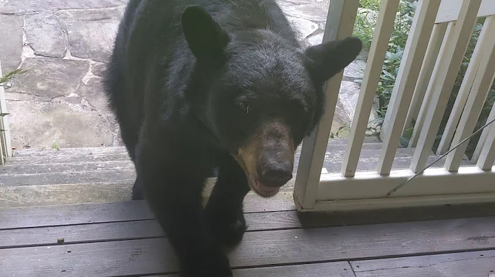 Bear Simone  'Sup Uncle Pat