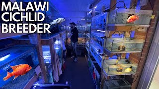 EPIC Malawi breeding CICHLID fish room *