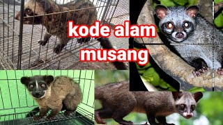 tafsir mimpi kode alam hewan musang