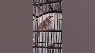 Masteran Cucak Rowo Ropel CD