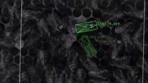 The Honeybee Dance: Dancer and Follower tracked