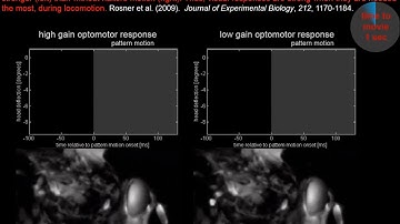 State Dependence of Fly Head Optomotor Response