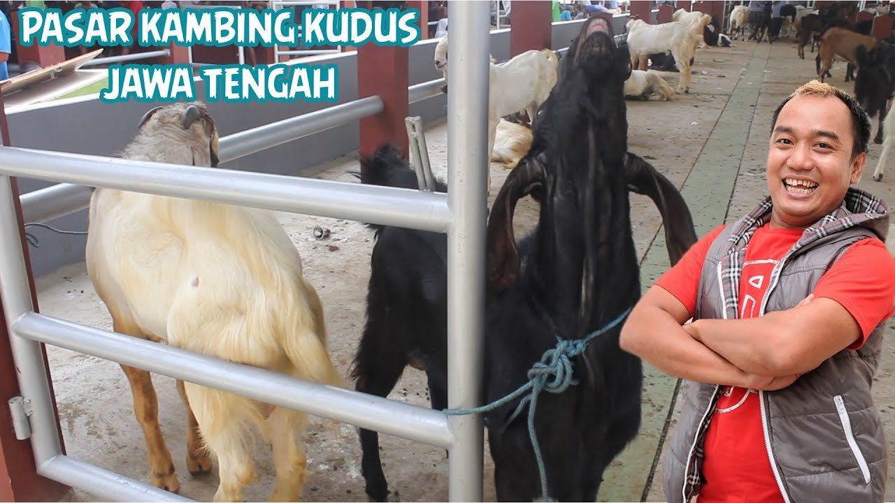 PASAR KAMBING KUDUS JAWA TENGAH 