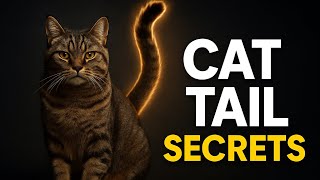 Decoding Your Cats Tail