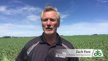 Weed Control Timing in Corn