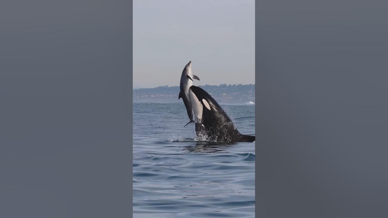 Killer Whales will never be denied! Amazing clip from Gone Whale Watching in San Diego! #orca Killer Whales will never be denied! Amazing clip from Gone Whale Watching in San Diego! #orca