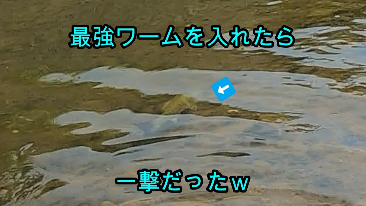 【スモールマウスバス】本当に良く釣れるｗ