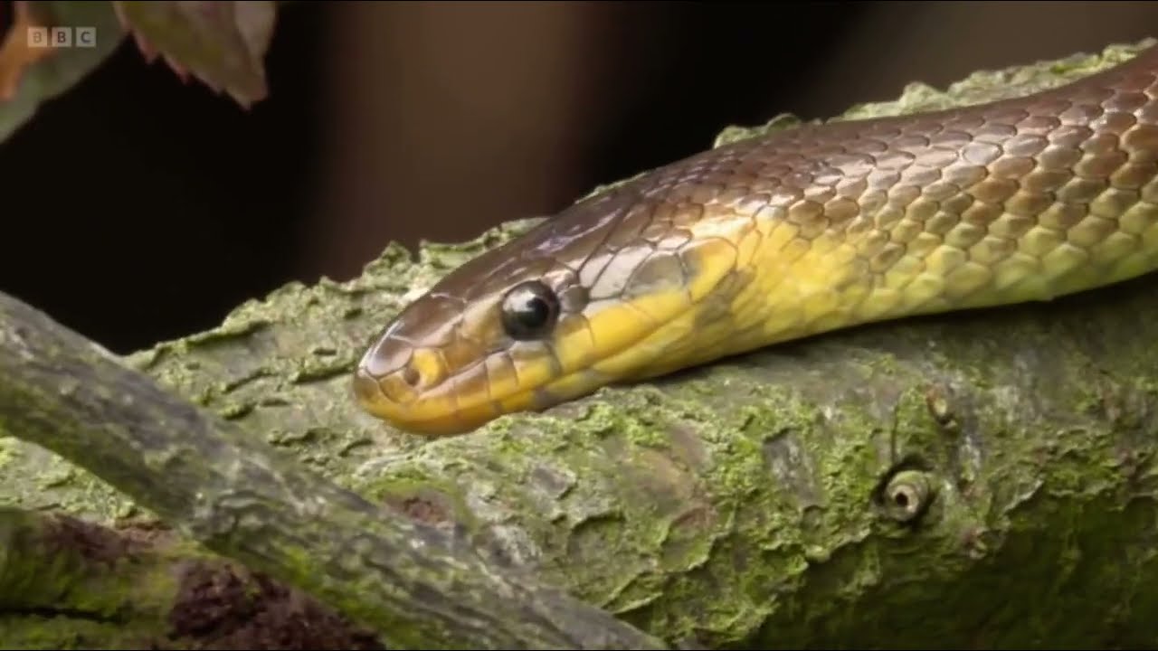 Researching the Aesculapian Snake at Colwyn Bay | Springwatch in Wales 2024