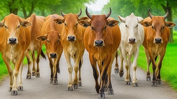 Mengiring Sapi Lembu  Menuju Ke Kandang Peternakan Hewan Ternak sapi - Suara sapi moo
