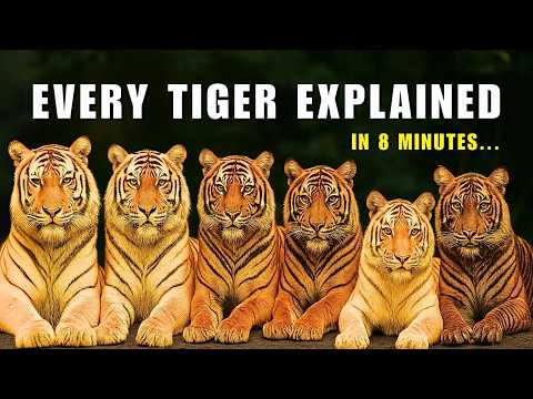 توضیح هر ببر در ۸ دقیقه