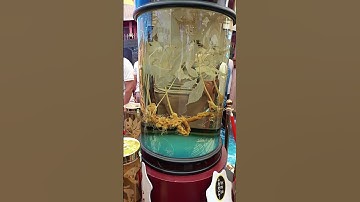 Củ sâm này đã đắt nhất Việt Nam chưa cả nhà #songcham #sâmngọclinh #duoclieuquy