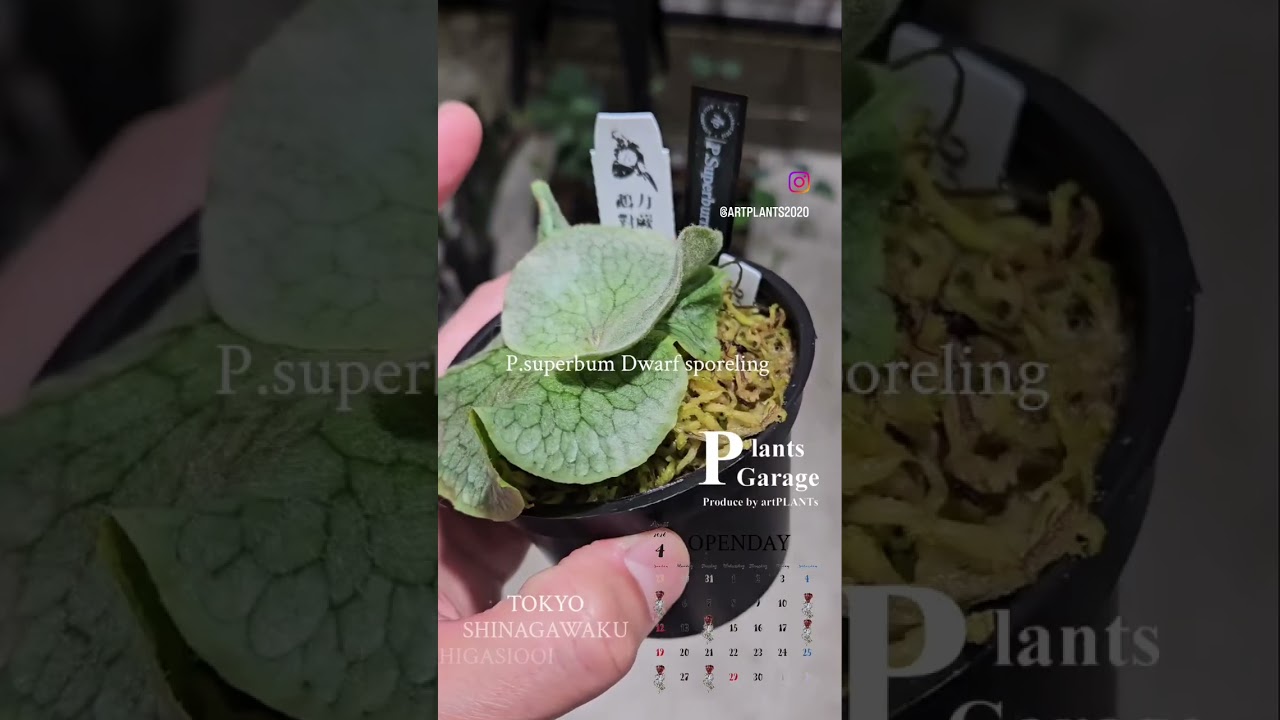 P.superbum Dwarf sporeling【artPLANTs/PLANTS GARAGE 】ビカクシダ