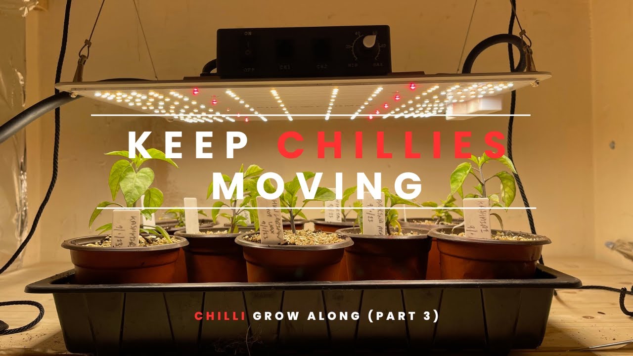 Keep on Moving! | Chilli Grow Along (Part 3) | Mark's Allotment Plot ...