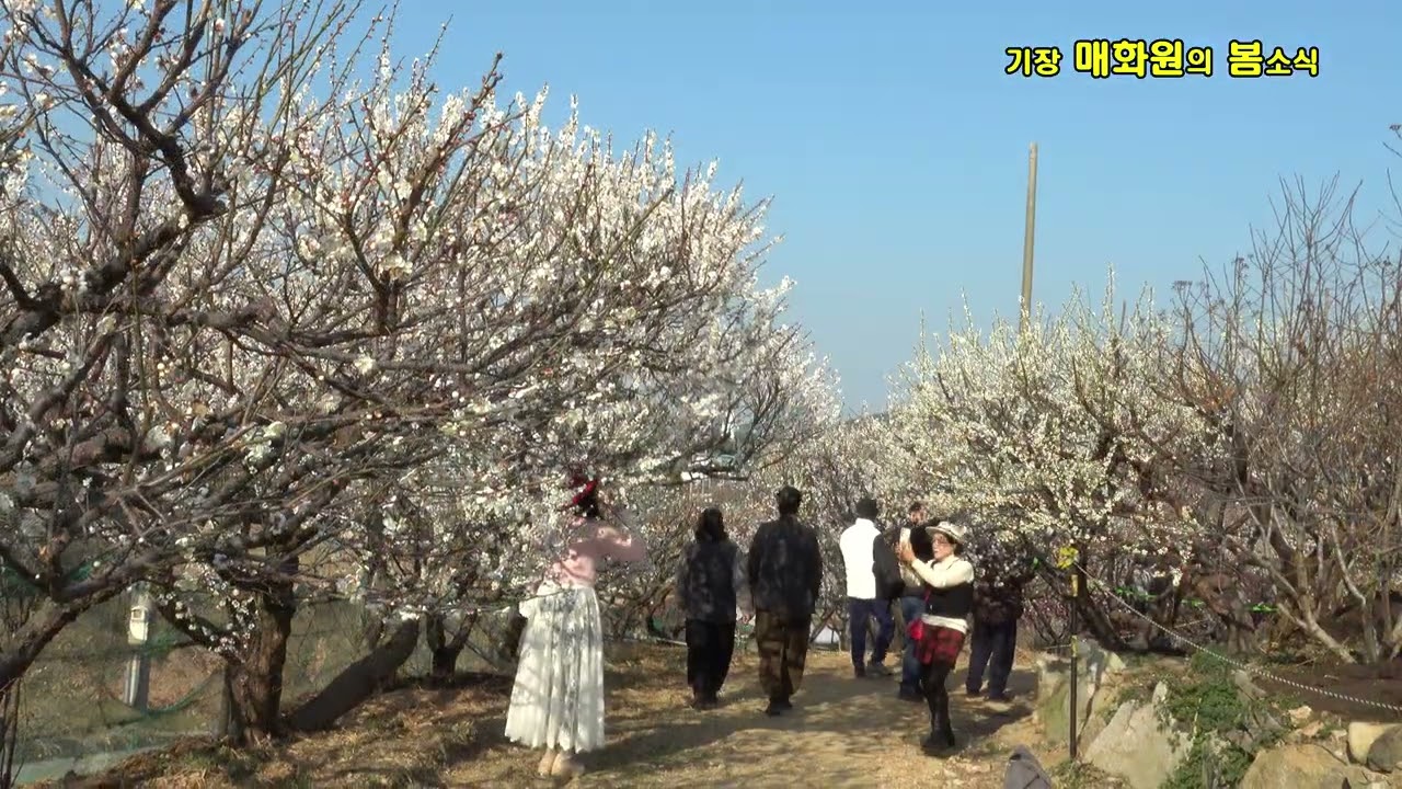 기장 매화원의 봄소식