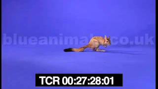 Springy the spring hare jumps in