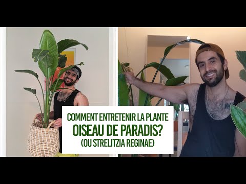 Vidéo: Strelitzia - Grandir Dans Un Appartement