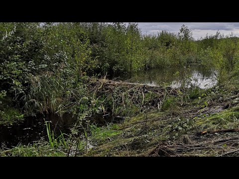 Видео: Где находится самая большая бобровая плотина в мире?