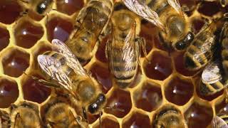 The Buzzing Life of Western Honey Bees!