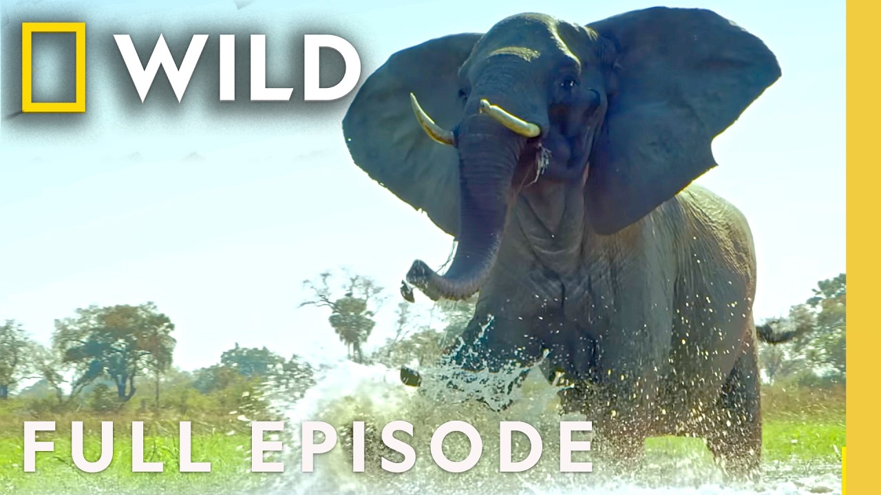“Into the Okavango: Full Episode | Documentary Special | Nat Geo Wildlife” – Documentary “Into the Okavango: Full Episode | Documentary Special | Nat Geo Wildlife” – Documentary