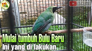 CUCAK IJO MULAI TUMBUH BULU BARU GROJOK JANGKRIK..