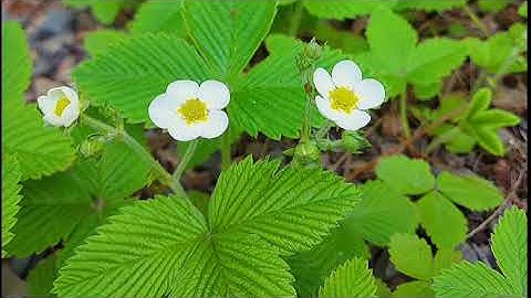 اجمل تلاوة لما تيسر من سورة المائدة للشيخ ماهر المعيقلي Maher Al Muaiqly 2021