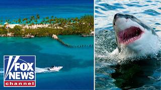 Sharks test POSITIVE for cocaine near Bahamas