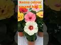 Hibiscus flower plant aapko konsa colour pasand hai !!#best #gardening #trending