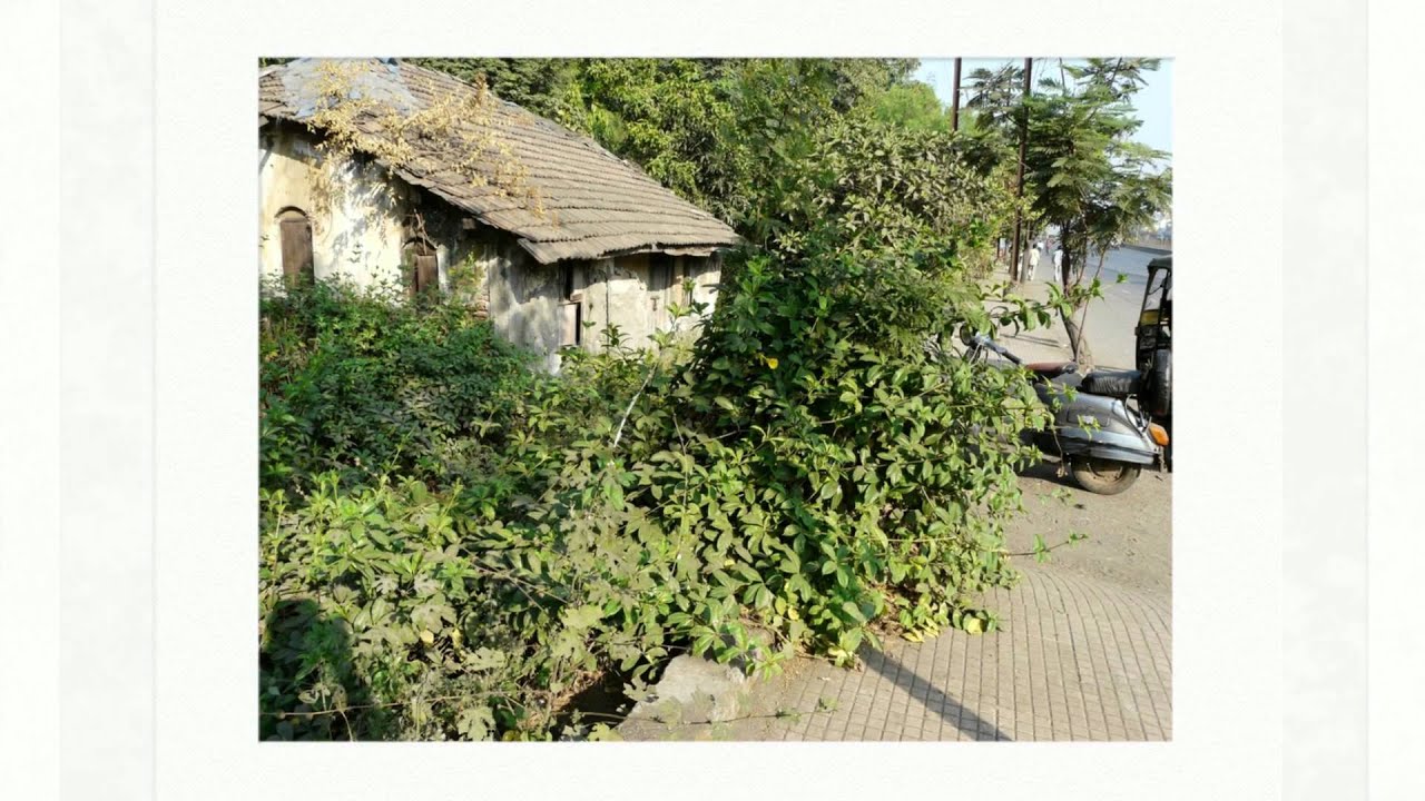 Алламанда слабительная (Allamanda cathartica)