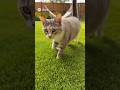 He found the perfect spot🤣🤣🤣#catsoftiktok #cute #viral #fyp #cat
