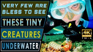 Olympus Tg6 Microscope Mode 【 AMAZING MACRO 】 Olympus Tg6 Macro Video 【 Olympus Tg6 Underwater 】