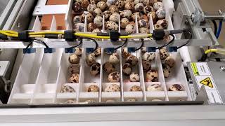 Quail Egg Packaging Machine