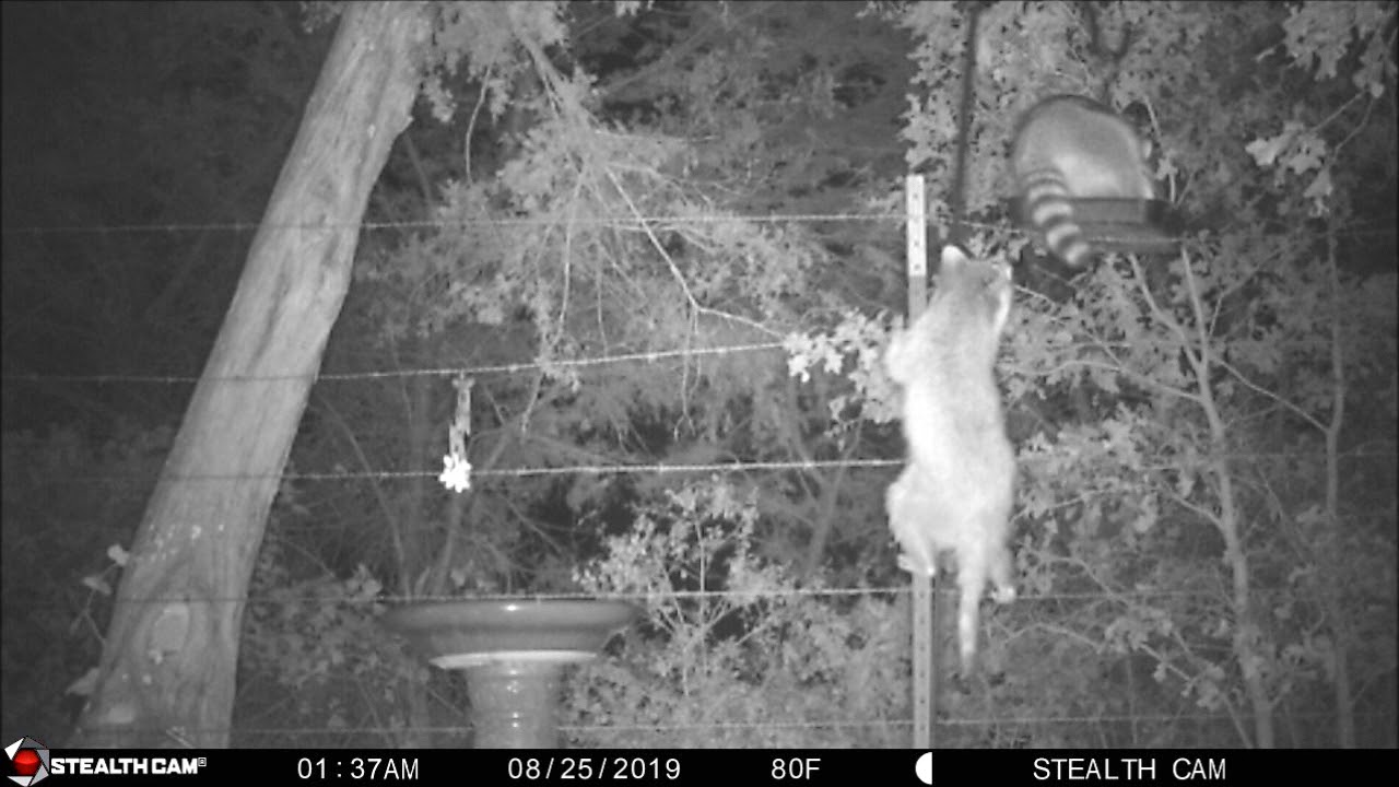 Raccoons at Bird Feeder Game Cam YouTube