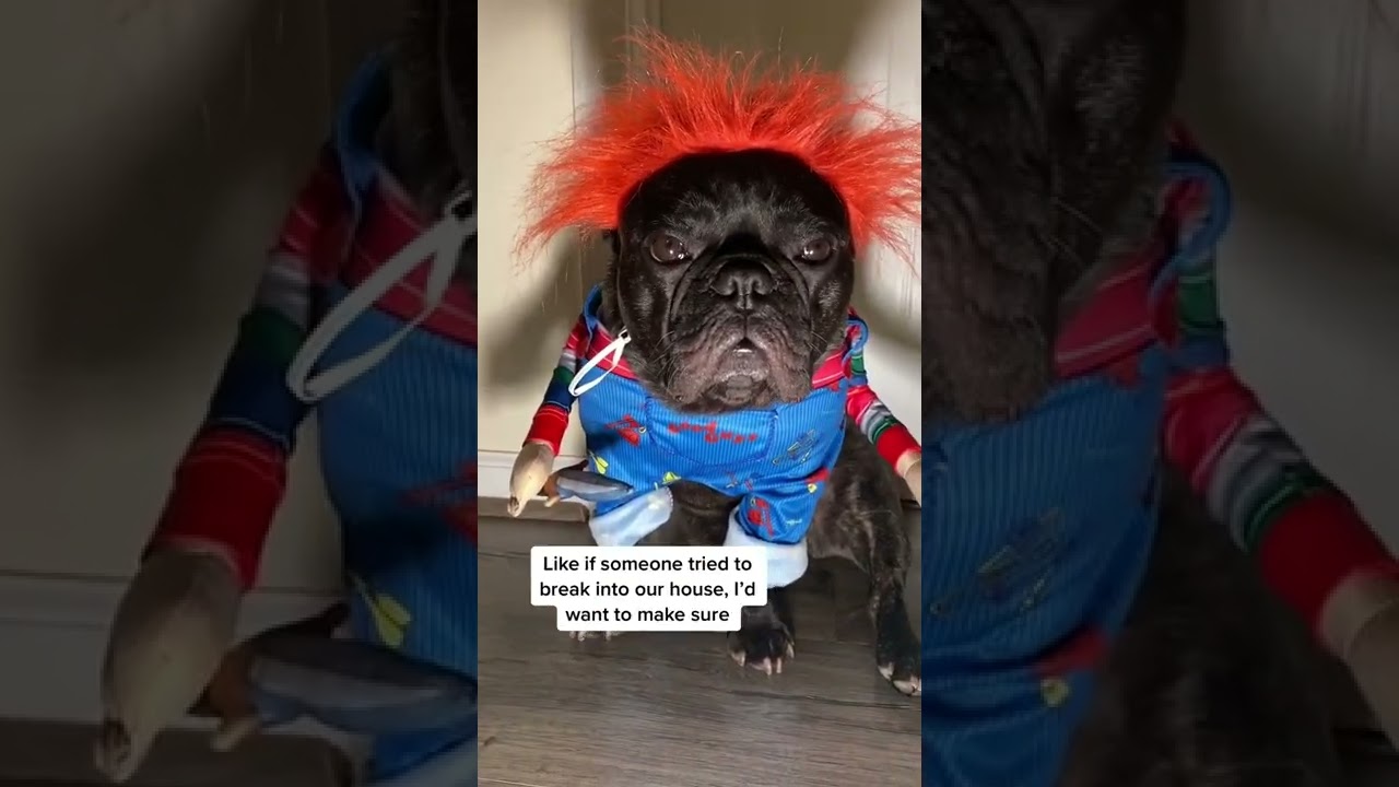 Dog In A Chucky Costume Can Keep You Safe