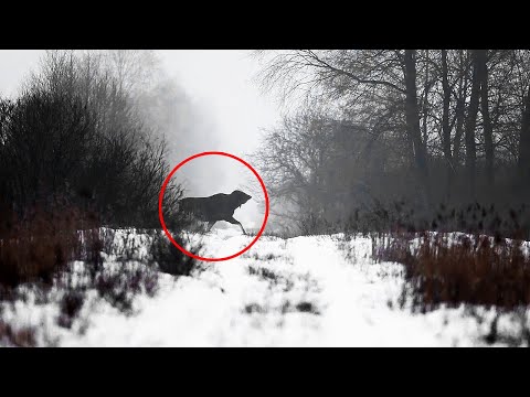 What Scientists Discovered in the Chernobyl Forest Shocked the World