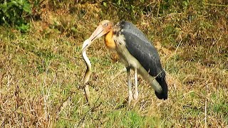 Lesser Adjutant eats snake.